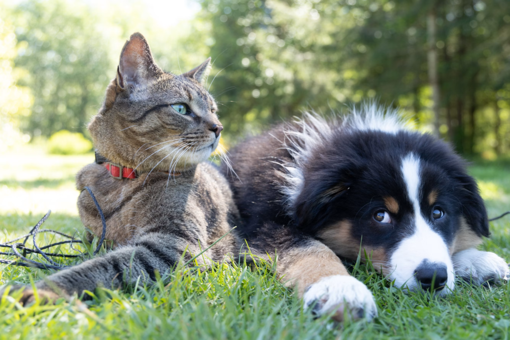 Create Pet Product Ad Video With AI: A Faster Way to Sell